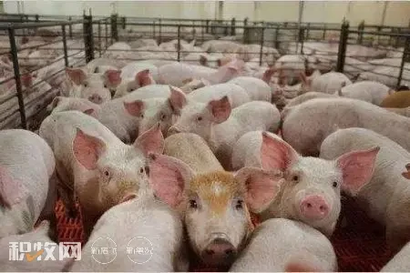 西南猪业新进展：贵州65个项目全部开工，云南还将再建1488个千头规模场