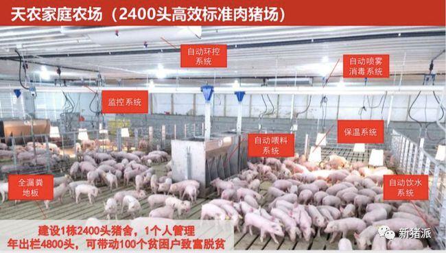 目标1000万头!养鸡巨头强势入局,低调养猪|硕腾特约新猪派探旅