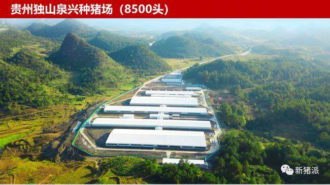 目标1000万头!养鸡巨头强势入局,低调养猪|硕腾特约新猪派探旅