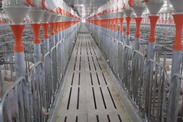 规模猪场关于灭鼠的正确操作