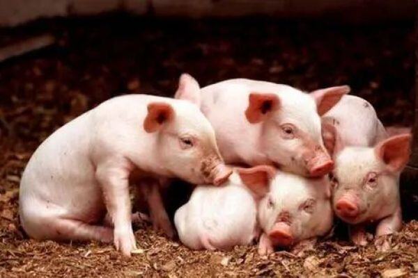 复产投入大，更要抓效益！防好腹泻让猪场安全过冬