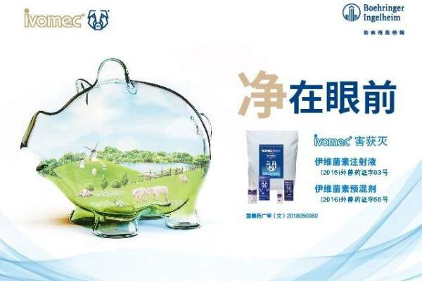 育肥猪场阳性比例高达98%！猪回肠炎该怎么防？