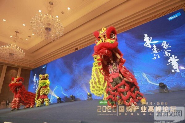 礼蓝之夜，千人盛宴！2020国鸡产业高峰论坛进行时！