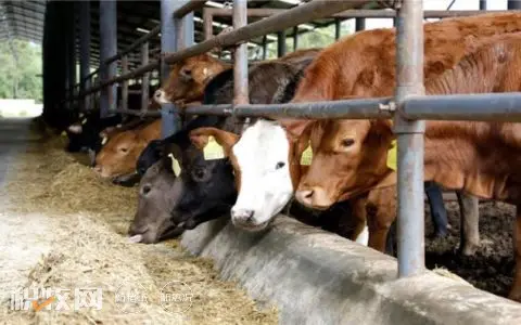 腾冲市“1+3+6”模式发展肉牛产业