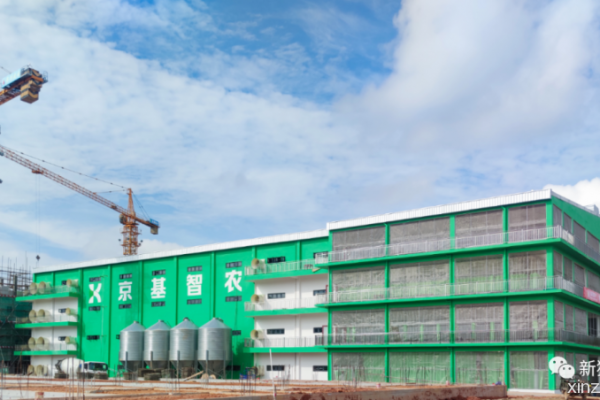 引种1.45万头！京基智农高州楼房猪场项目投产