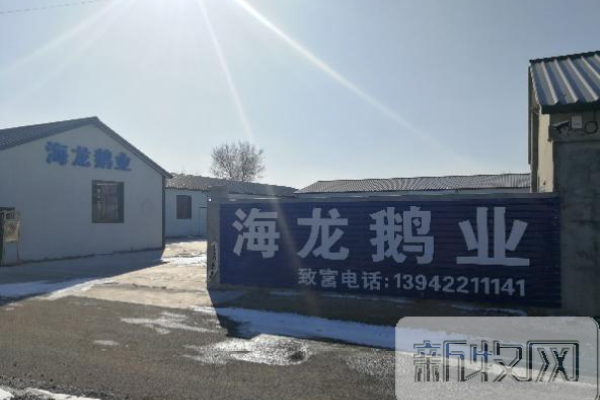 “呆头鹅”助力乡村振兴养鹅致富的带头鹅 ——访辽鞍呆头鹅联盟