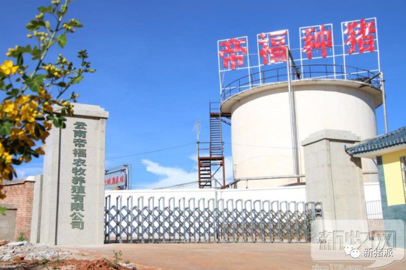 巨头疯狂养猪扩张,中型猪企夹缝中何去何从?|硕腾特约新猪派探旅