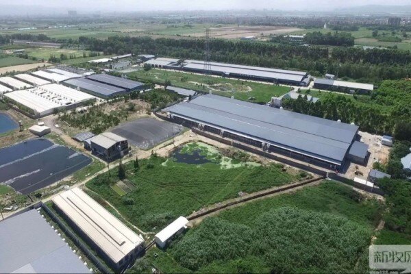 潮南区生猪产业园| 智能农场养出“生态猪”，带动近千户农户增效增收
