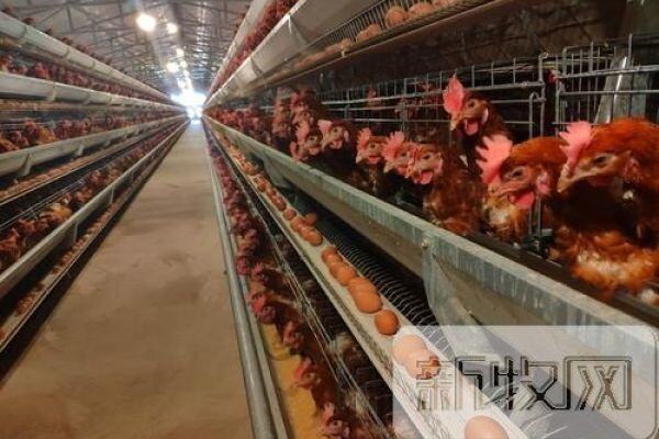 产能创新高！2020全国家禽出栏155亿只，生猪存栏4亿头，2021年将达到此水平