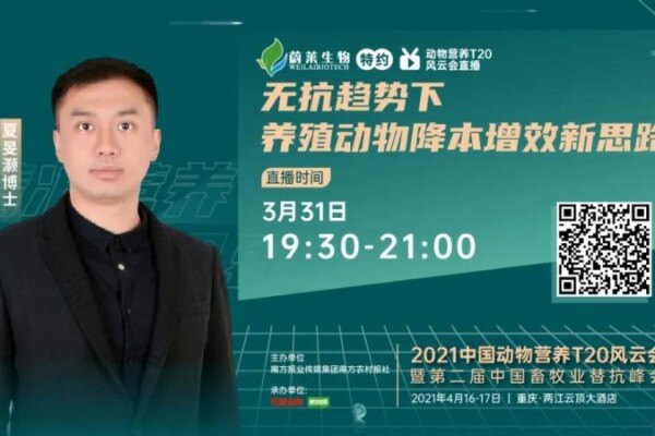 禁抗后炎症阻碍降低猪群生长潜能！如何降本增效，快速出栏？