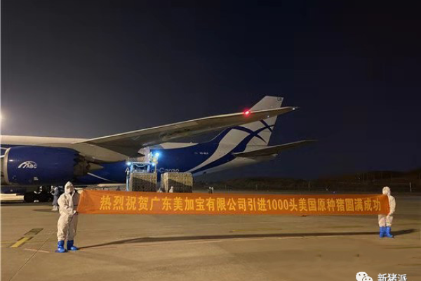 引种955头美系GGP！美加宝练智文：看好未来2-3年种猪行情|探寻中国好种猪