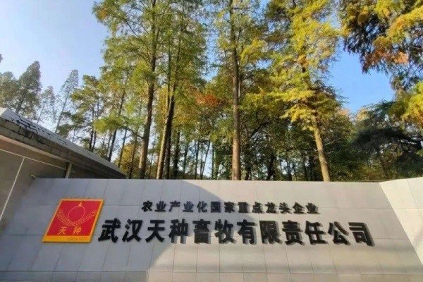 种猪存栏10万头！武汉天种：19届冠军种猪是怎么选育出来的|探寻中国好种猪