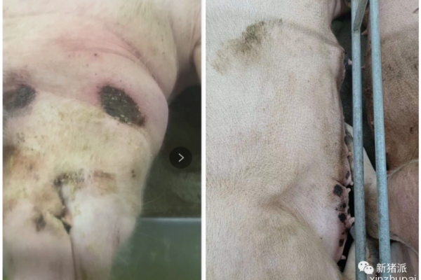 非洲猪瘟变异株超早期发现：这么做检出率高......