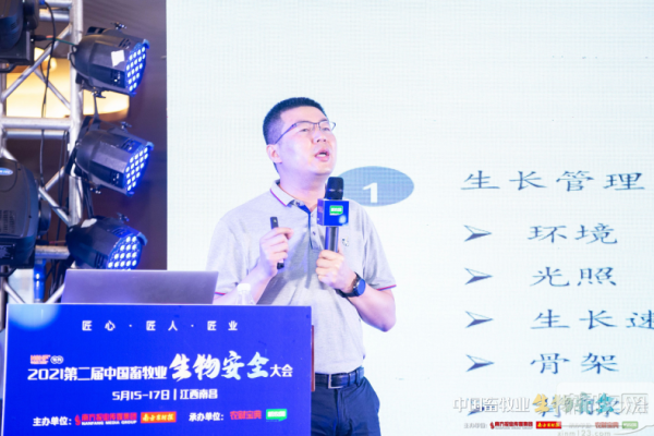 弱毒株流行后备猪转经产威胁大，如何不用查情公猪保证后备发情率？