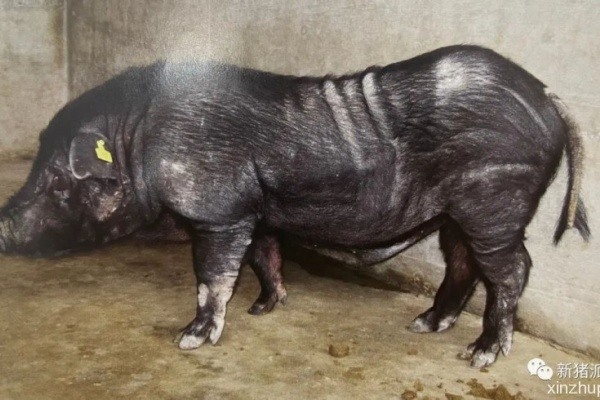 刚刚，克隆粤东黑猪诞生！华南农业大学&温氏操刀，抢救濒危地方猪种