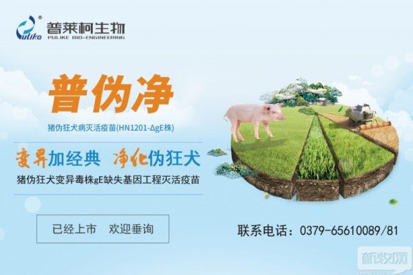 如何成功净化伪狂让种猪更具优势？普莱柯推出这个方案秘籍