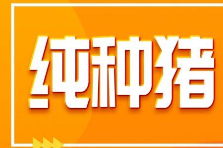 天兆618種豬大促銷：純種豬3500元起/ 60kg，二元母豬2400元起/100kg