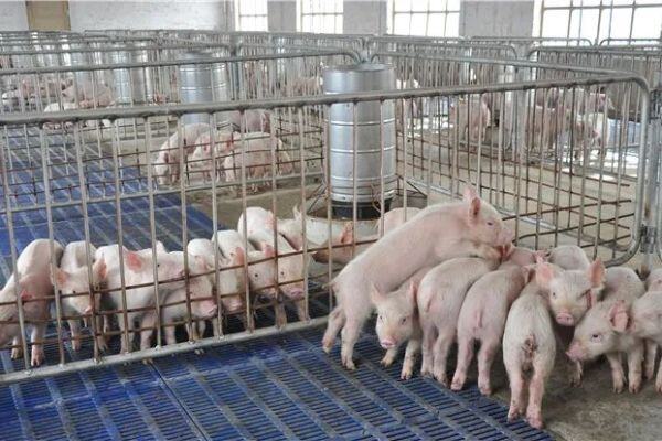 “中国猪肉价格暴跌，全球生猪市场恐慌！”&ldquo;中国猪肉价格暴跌，全球生猪市场恐慌！&rdquo;德国媒体23日报道称，中国猪肉价格正在经历断崖式下跌，引发欧美等对华猪肉出口大户的持续关注。中国猪肉价格下跌也让大豆、玉米等饲料行业面临下行趋势。但多名专家对记者表示，下半年市场需求转旺，猪肉价格或迎来反弹，行业困境将得到一定纾解。