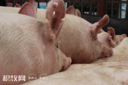 猪价“三连涨”，又将迎来生猪养殖的“躺赚”模式？ 