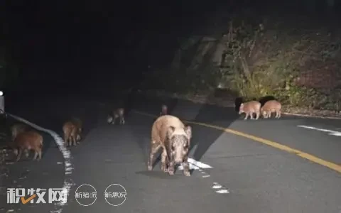 日本福岛出现放射性杂交野猪