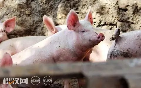 约1767万头猪！前4月进口肉大增，养殖利润跌近80%，养户苦啊！