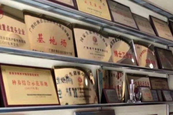 桂宁种猪集团：专业育种20年，丹系种猪psy26，穿越猪周期有方法