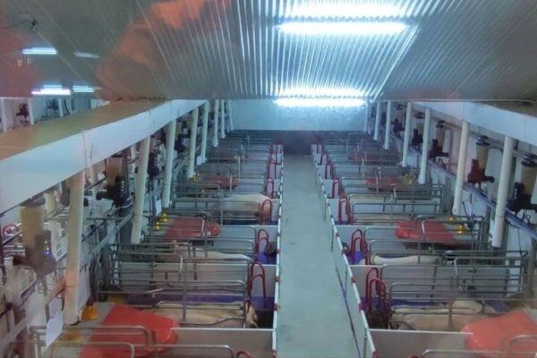 【首播预告】德兴北欧农场10万头生猪养殖项目智能黑科技抢先看