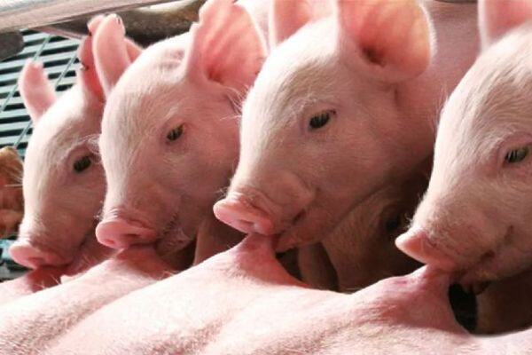 PEDV免疫防控的关键是乳源免疫力的最大化