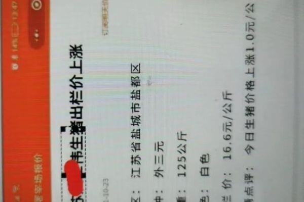 六省市猪价突破8元/斤，令养猪人看到希望