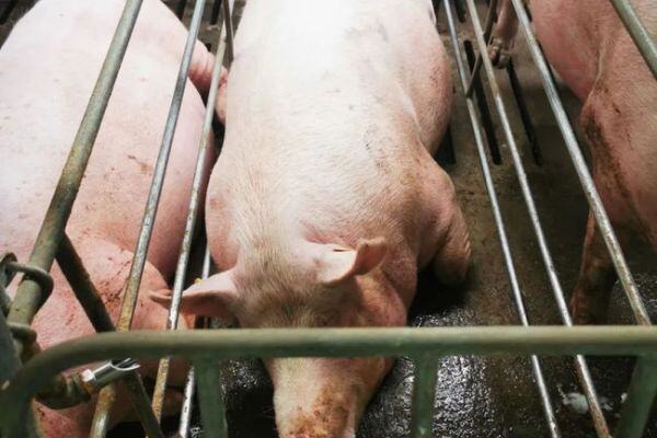 保育及育肥段养殖技能测试（上）