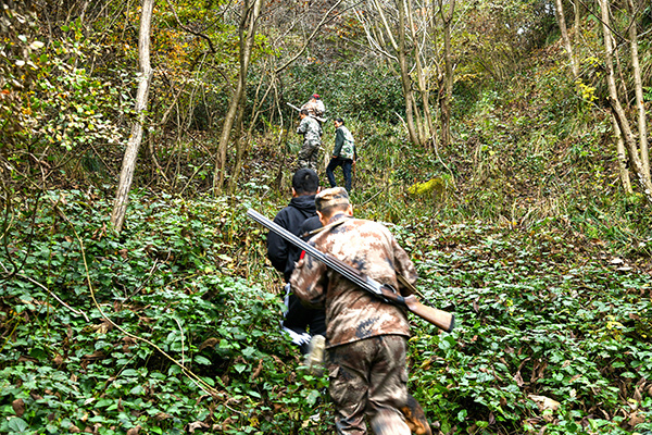 警惕！美国“人猪大战”30年完败为鉴，野猪保护应防止“超级猪”出现