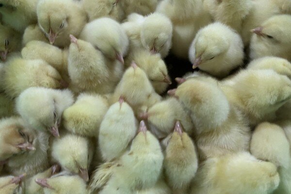 传统佳节、行情可期【1月销售行情简析】