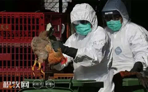 俄罗斯暴发禽流感疫情 约42万只禽类受到感染