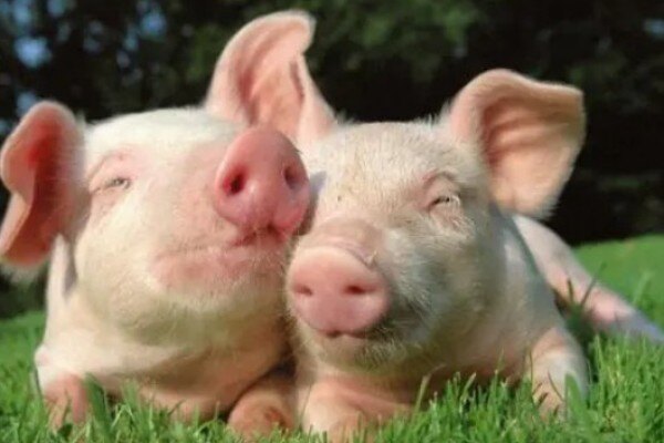 双节将至，猪价要跌？机构：一月或有集中“卖猪”热