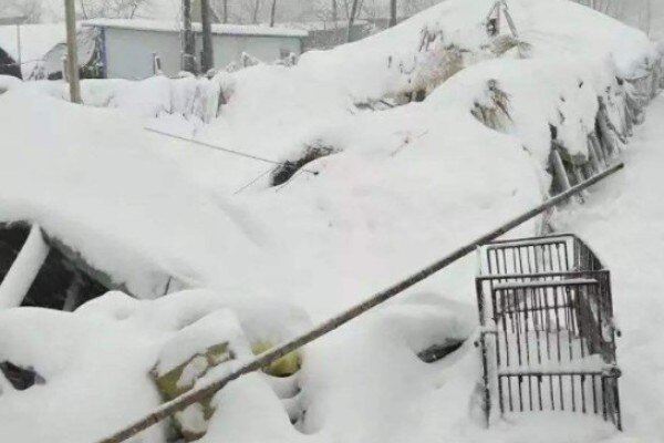 一夜压塌14亿鸡舍，皑皑白雪背后的血腥味