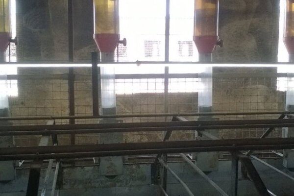 刺激后备母猪和母猪发情的技巧