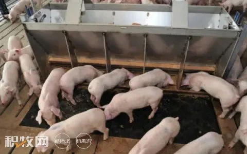 每个喂料口猪的数量对保育猪生产性能的影响