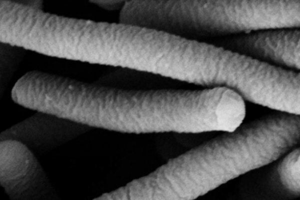 如何评估益生菌对猪的作用？