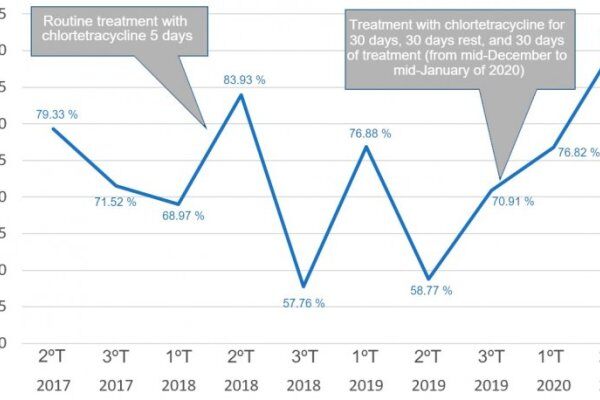 临床病例：后备母猪不发情