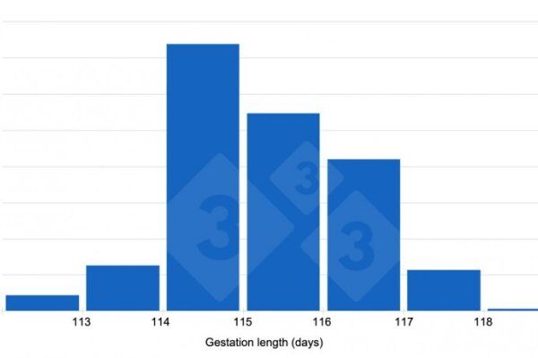 母猪的妊娠期长度有变化吗？
