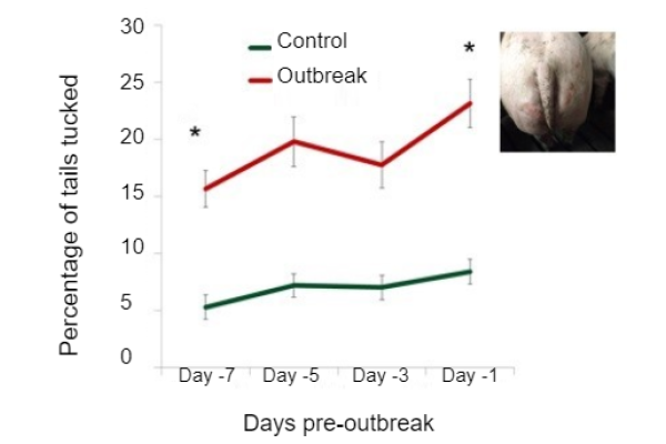 咬尾迹象：成像技术检测到猪咬尾的预警信号