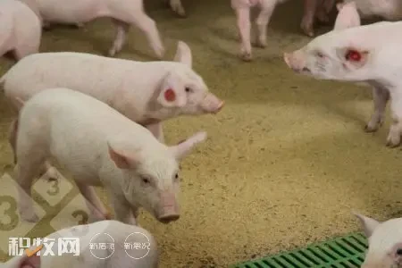 猪场抗生素减少策略：我们是否发现与保育期死亡率增加相关？