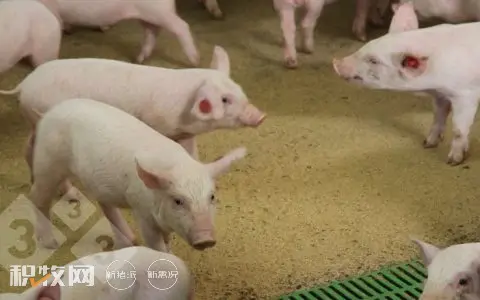 猪场抗生素减少策略：我们是否发现与保育期死亡率增加相关？