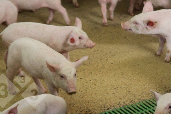 猪场抗生素减少策略：我们是否发现与保育期死亡率增加相关？