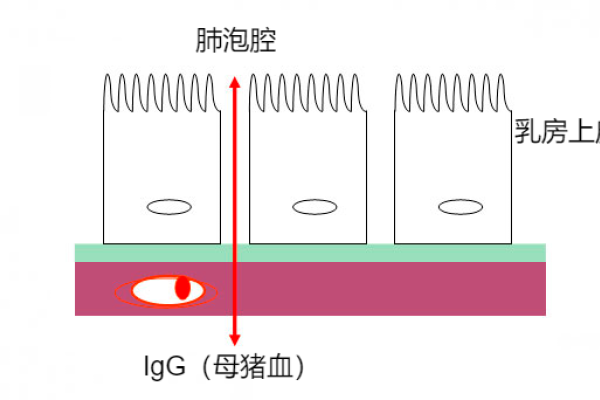 一个增加初乳产量的简单方法