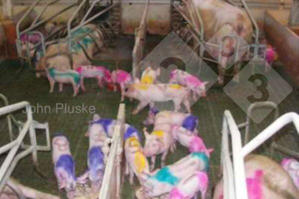 减少断奶应激：仔猪断奶前的社会化是一个需要考虑的策略吗？