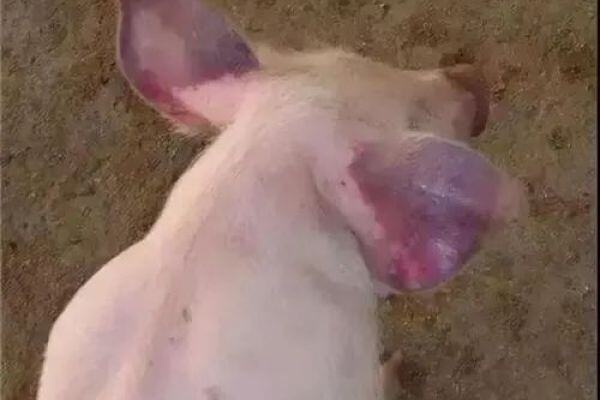 当前PRRS防控的“道和术”