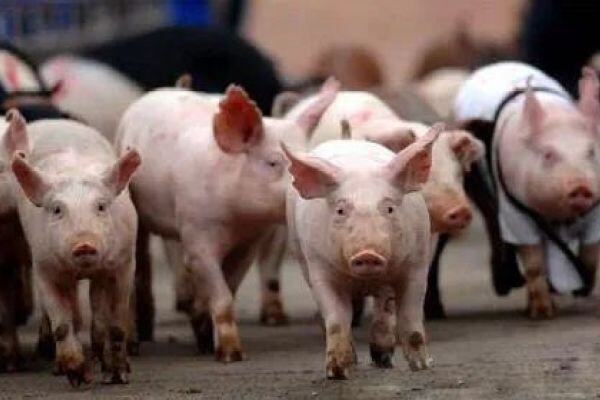 年底冲刺！牧原、温氏、正邦、新希望四巨头全年出栏或将超7500万头，部分猪企宣布明年出栏计划