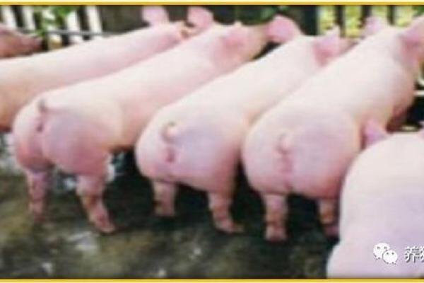 集团公司的后备母猪是如何管理的？