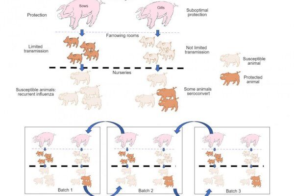 地方性流感：亚群与母源抗体之间的平衡